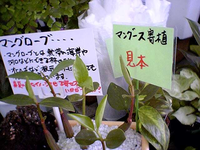 画像の説明