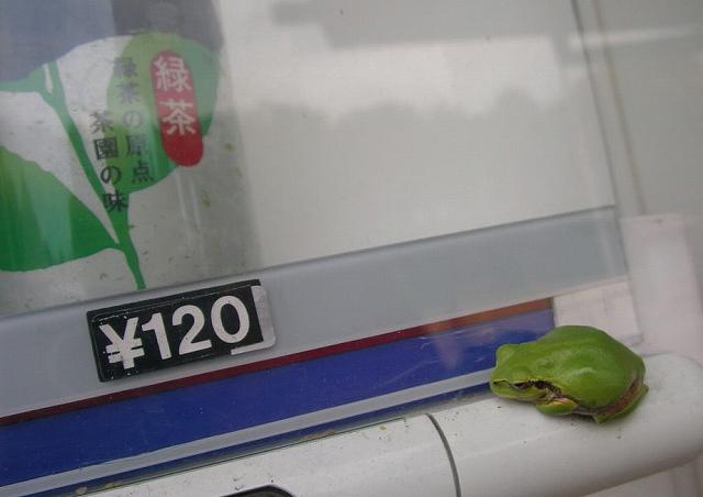 緑茶を睨むアマガエル